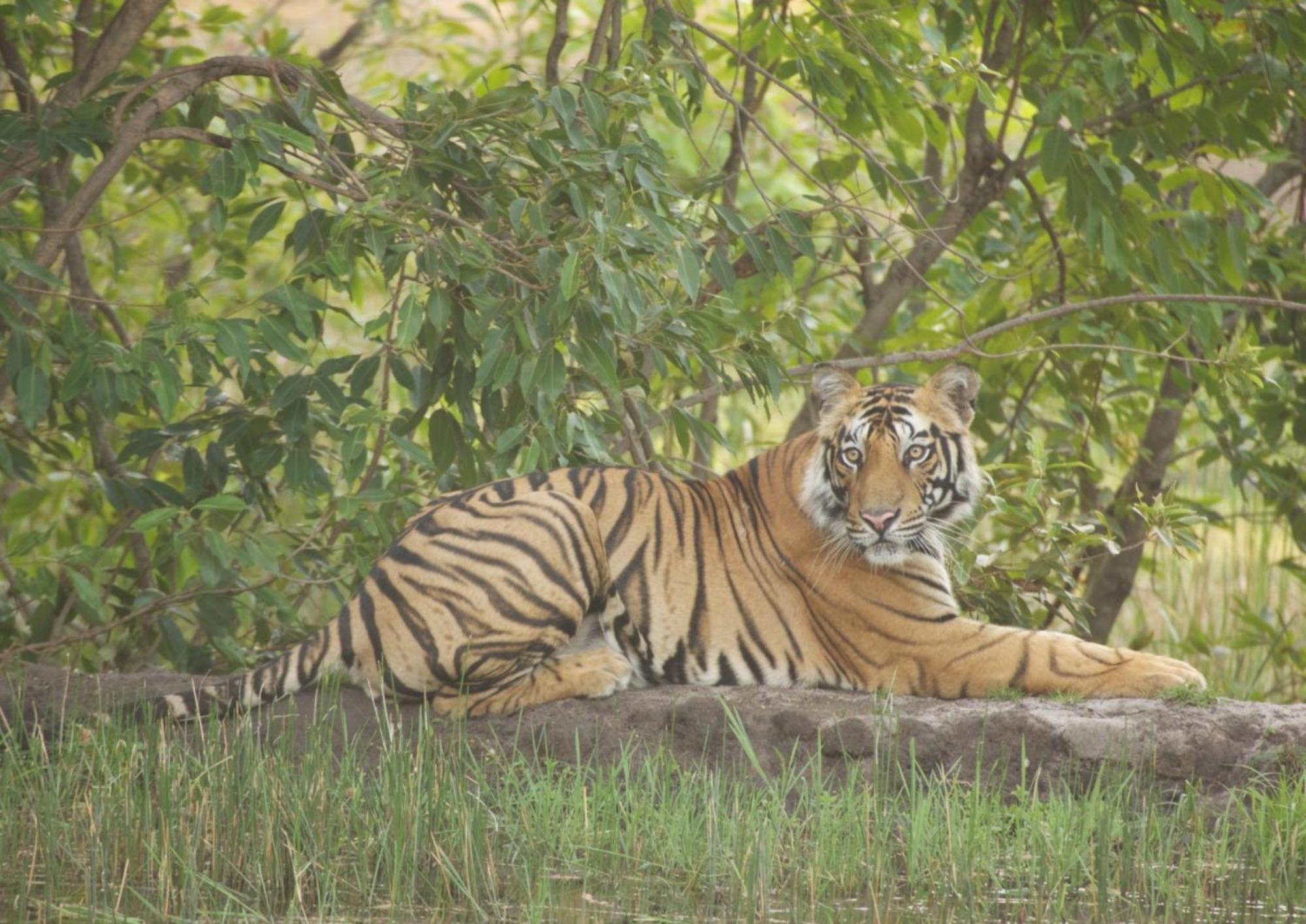 Tiger Tops Karnali Lodge Bardiya Extérieur photo