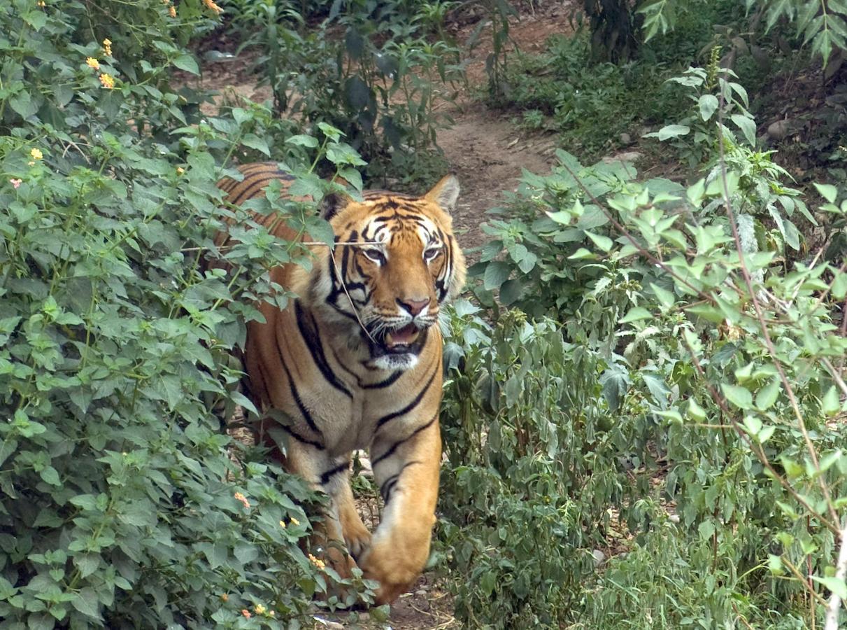Tiger Tops Karnali Lodge Bardiya Extérieur photo