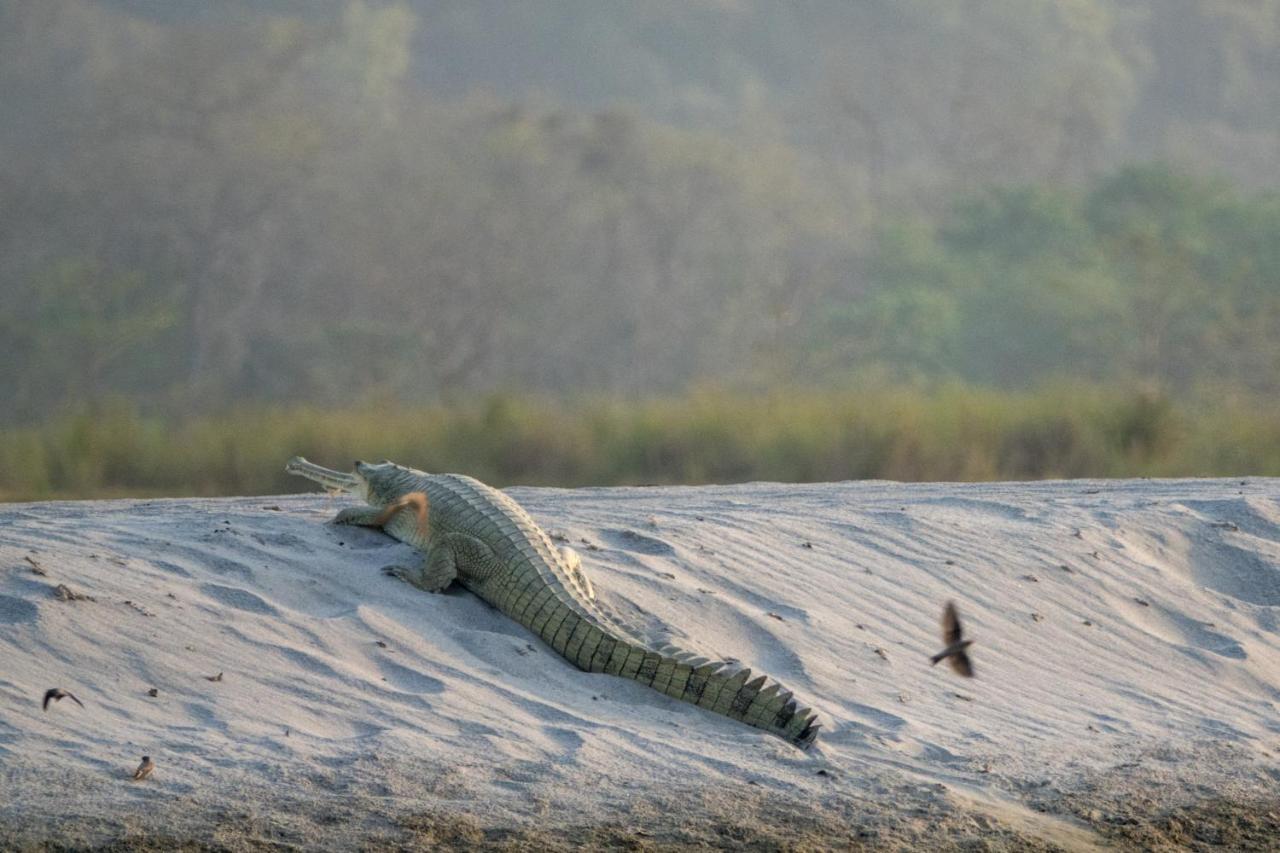 Tiger Tops Karnali Lodge Bardiya Extérieur photo